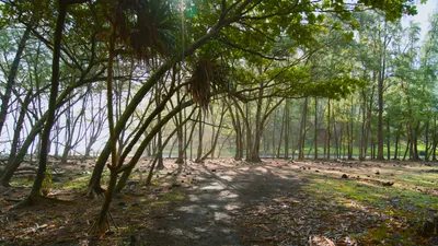Hawaii, photograph 6